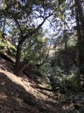 Tranquil Trail through Woodland Wonders