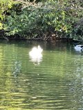 Duckling Dips in Stow Lake