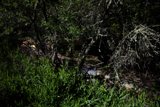 A Serene Escapade in Tilden Regional Park