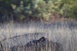 Winter's Whisper in the Grasslands