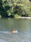 A Happy Canine Splash