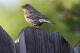 Sparrow on the Fence: A Moment in Spring
