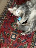 Furry Fun on Floor Art