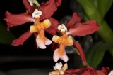 A Captivating Red and White Orchid