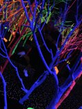Clubbing Under Neon Trees