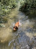Canine Water Sports