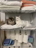 Cat Shelfie