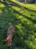 Playtime in the Field