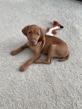 Cozy Pup and Toy on the Floor