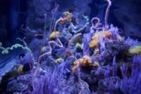 Underwater Symphony: The Coral Reef Ensemble