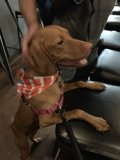 Stylish Vizsla