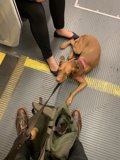 Subway Pup