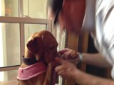 Man and Vizsla share bonding moment