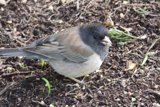 Feathered Forager