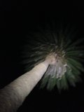 Illuminated Palm Tree