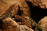 Triple Lizard Lounge