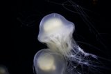 Luminescent Swim: Silent Ballet in the Abyss