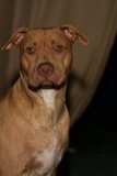 Regal Pitbull