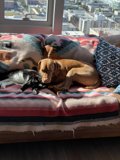 Cuddly Companions on the Couch