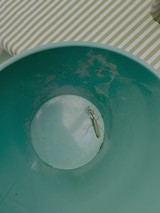 Praying Mantis Trapped in Green Bowl