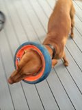 Playtime with a Ball on the Head