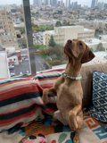 A Vizsla's Home Comforts