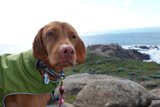 Stylish Vizsla in a Green Jacket