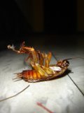 Lifeless Insect