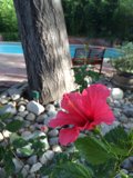 Radiant Red Petals in a Picturesque Garden