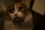 Gaze of the Abyssinian Manx