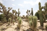 Desert beauty