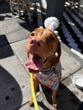 Celebrating My Furry Friend's Birthday