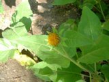 Sunflower Daisy