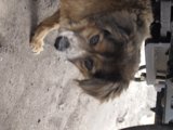 Canine Companion