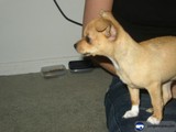 Lap Pup