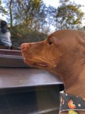 Fierce Vizsla