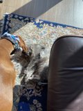 Playful Pets on The Living Room Rug
