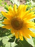 Golden Bloom