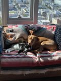 Cozy Companions