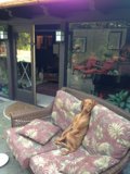 Cozy Canine on the Couch