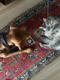 Furry Friends at Play