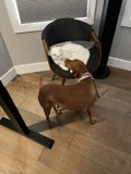Furry Chairmates