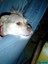 Chair Dog