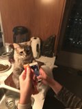 Cat-ertaining Captures