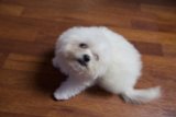 Penny the Bichon Frise on Hardwood Floor