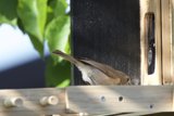 Feathered Visitor at the Feeder