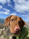 Majestic Vizsla on the Coastal Rocks