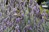 Sunbirds Foraging Among Purple Lavender Flowers
