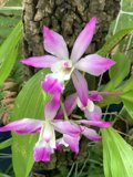 Majestic Purple and White Orchid
