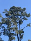 Majestic Pines and their Feathered Companion